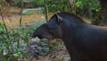 Profile view of Amazon Tapir in Ecuadorian amazon. Common names: Tapir, Danta